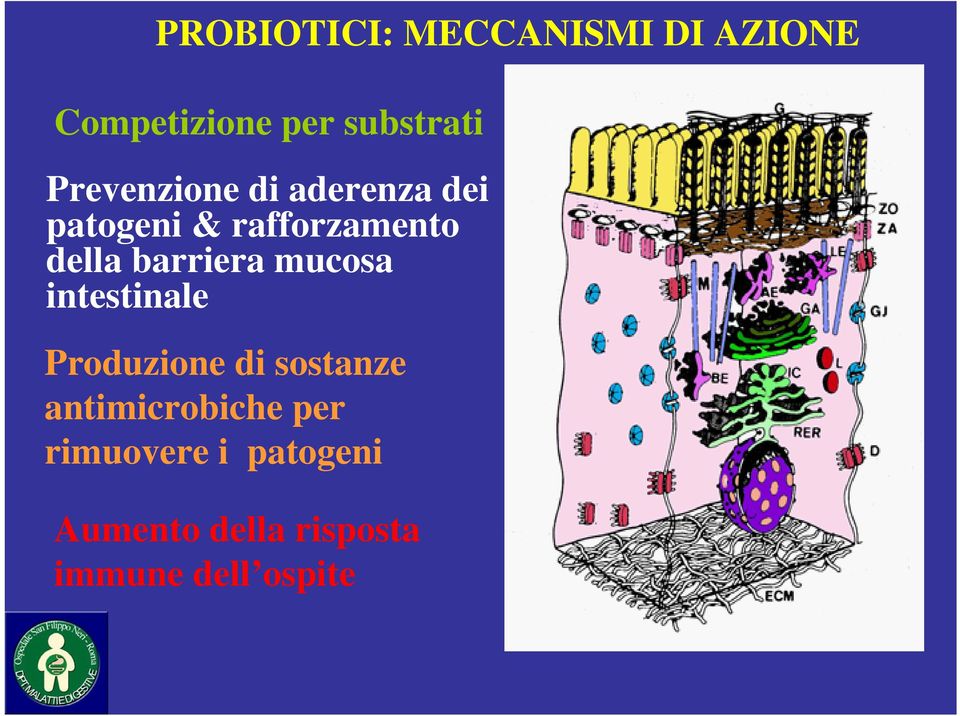 barriera mucosa intestinale Produzione di sostanze