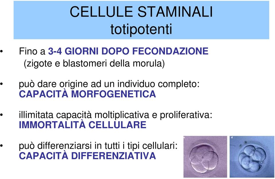 MORFOGENETICA illimitata capacità moltiplicativa e proliferativa: IMMORTALITÀ