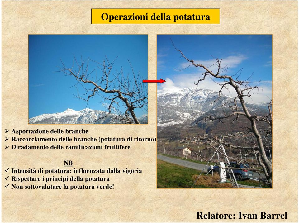 NB Intensità di potatura: influenzata dalla vigoria Rispettare i principi