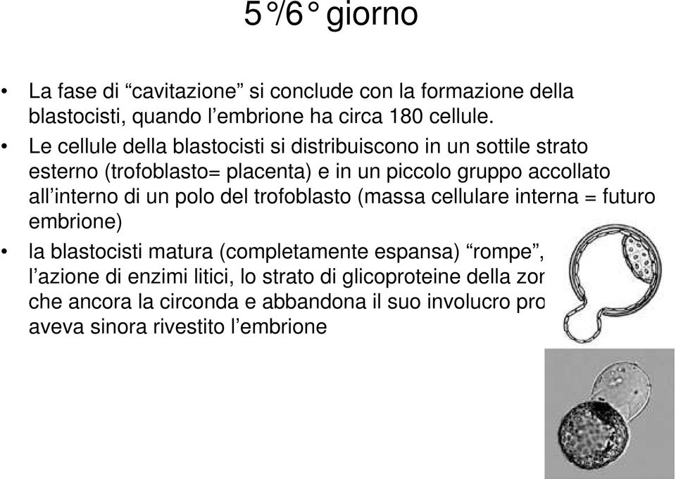 di un polo del trofoblasto (massa cellulare interna = futuro embrione) la blastocisti matura (completamente espansa) rompe, attraverso l azione