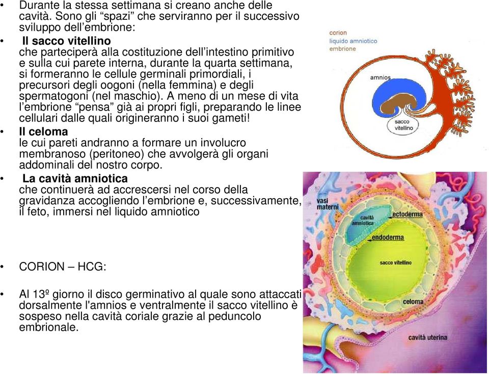 settimana, si formeranno le cellule germinali primordiali, i precursori degli oogoni (nella femmina) e degli spermatogoni (nel maschio).