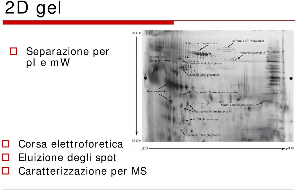 elettroforetica