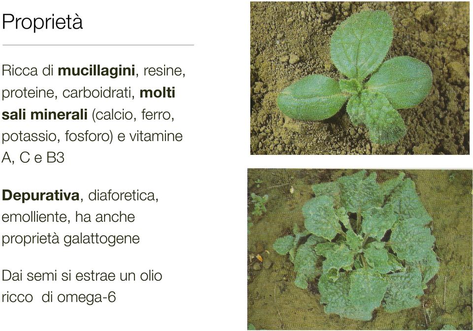 vitamine A, C e B3 Depurativa, diaforetica, emolliente, ha