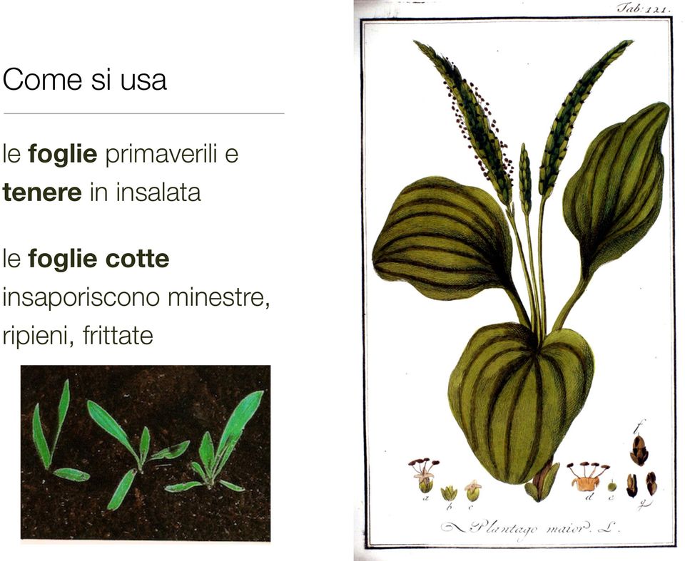 insalata le foglie cotte