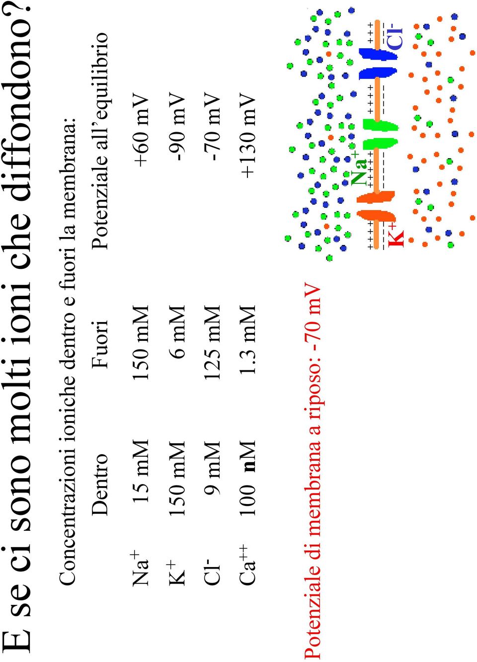 equilibrio Na + 15 mm 150 mm +60 mv K + 150 mm 6 mm -90 mv Cl - 9 mm 125 mm