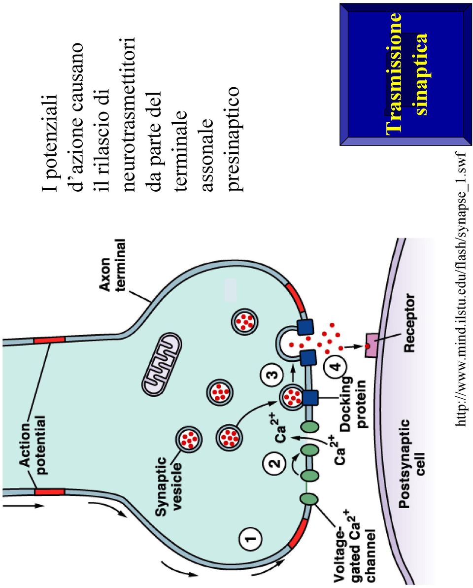 assonale presinaptico Trasmissione sinaptica