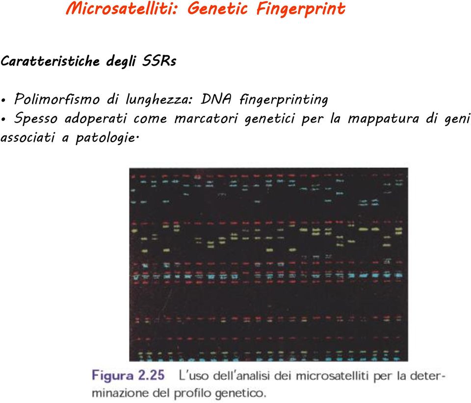 lunghezza: DNA fingerprinting Spesso adoperati