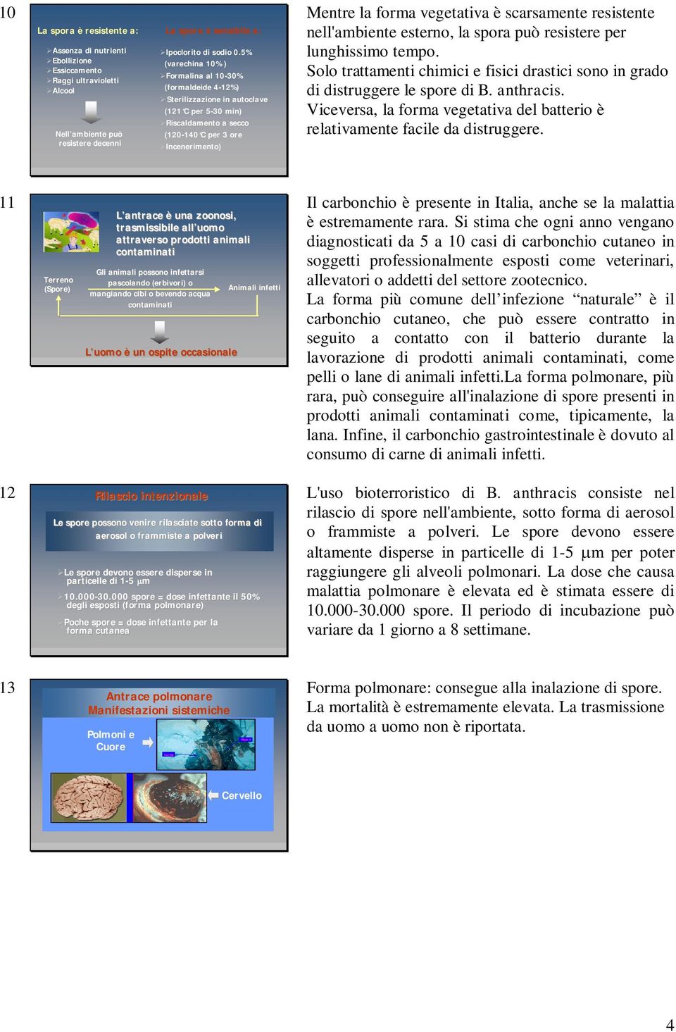 scarsamente resistente nell'ambiente esterno, la spora può resistere per lunghissimo tempo. Solo trattamenti chimici e fisici drastici sono in grado di distruggere le spore di B. anthracis.