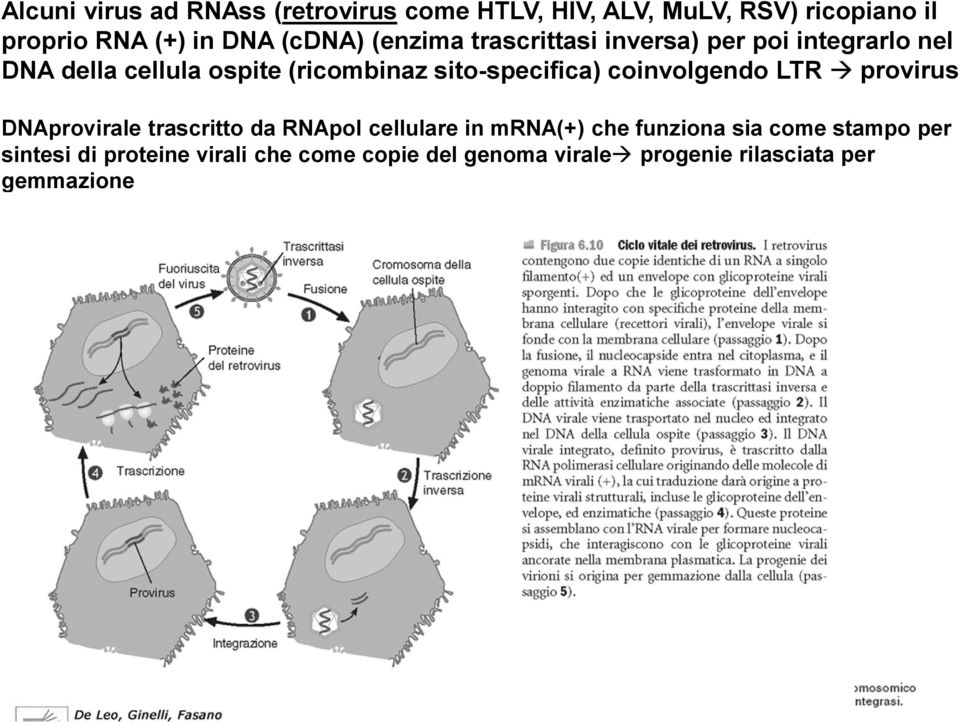 sito-specifica) coinvolgendo LTR provirus DNAprovirale trascritto da RNApol cellulare in mrna(+) che