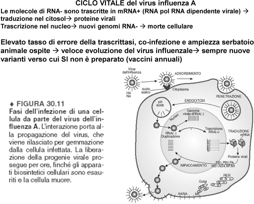 morte cellulare Elevato tasso di errore della trascrittasi, co-infezione e ampiezza serbatoio animale