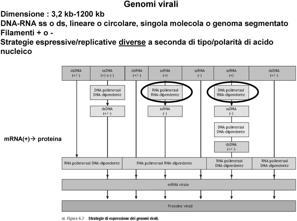 Filamenti + o - Strategie espressive/replicative diverse a