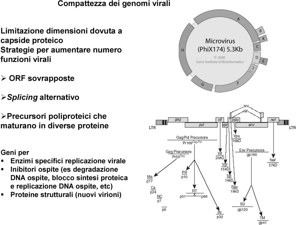 maturano in diverse proteine Geni per Enzimi specifici replicazione virale Inibitori ospite (es