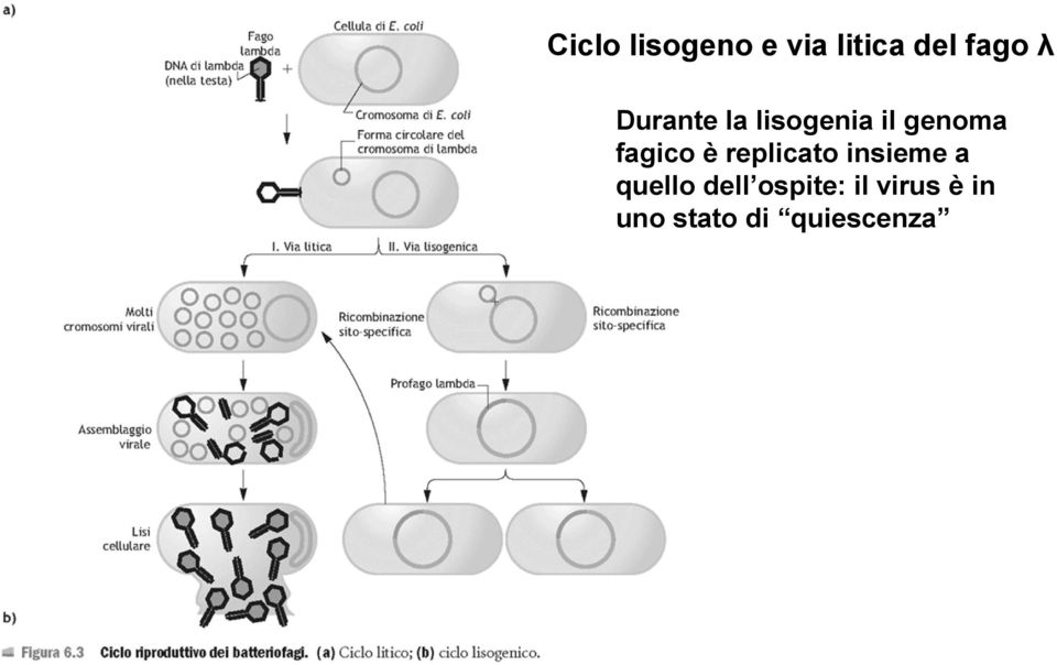 è replicato insieme a quello dell