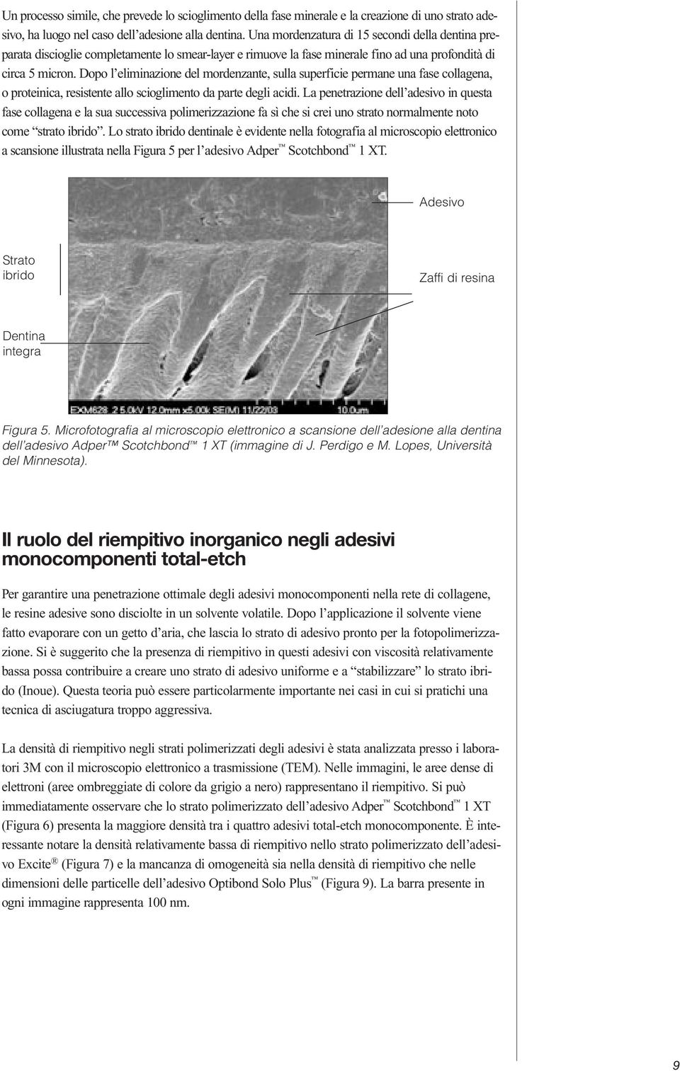 Dopo l eliminazione del mordenzante, sulla superficie permane una fase collagena, o proteinica, resistente allo scioglimento da parte degli acidi.