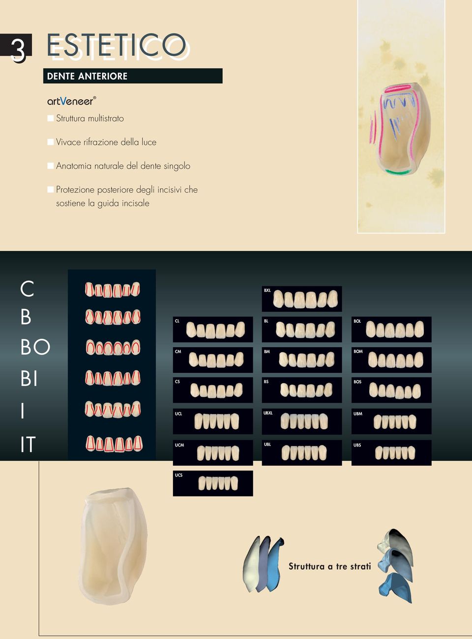 posteriore degli incisivi che sostiene la guida incisale C B CL BXL BL BOL