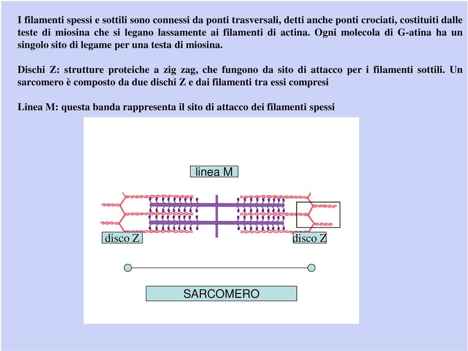 Dischi Z: strutture proteiche a zig zag, che fungono da sito di attacco per i filamenti sottili.