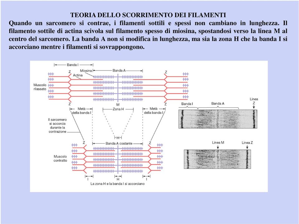 Il filamento sottile di actina scivola sul filamento spesso di miosina, spostandosi verso la