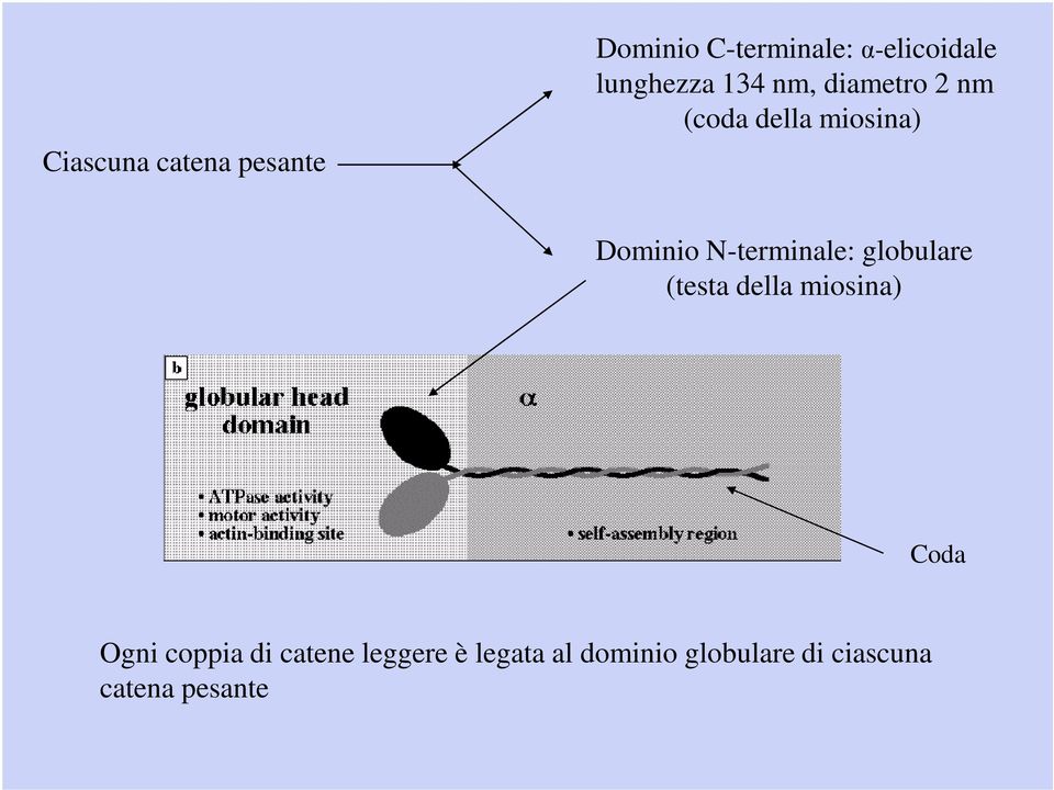 N-terminale: globulare (testa della miosina) Coda Ogni coppia