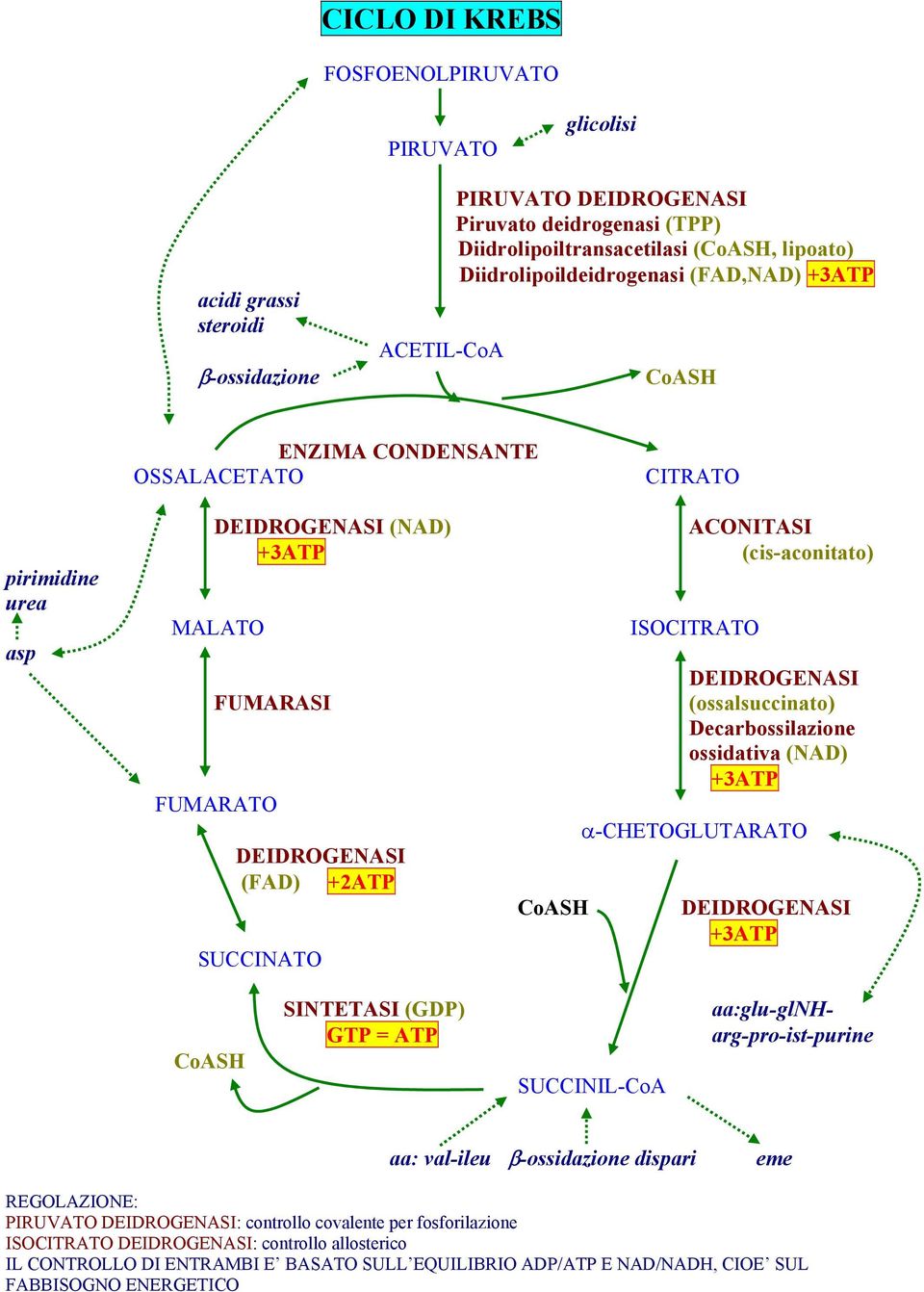 ACONITASI (cis-aconitato) ISOCITRATO DEIDROGENASI (ossalsuccinato) Decarbossilazione ossidativa (NAD) +3ATP α-chetoglutarato DEIDROGENASI +3ATP CoASH SINTETASI (GDP) GTP = ATP SUCCINIL-CoA