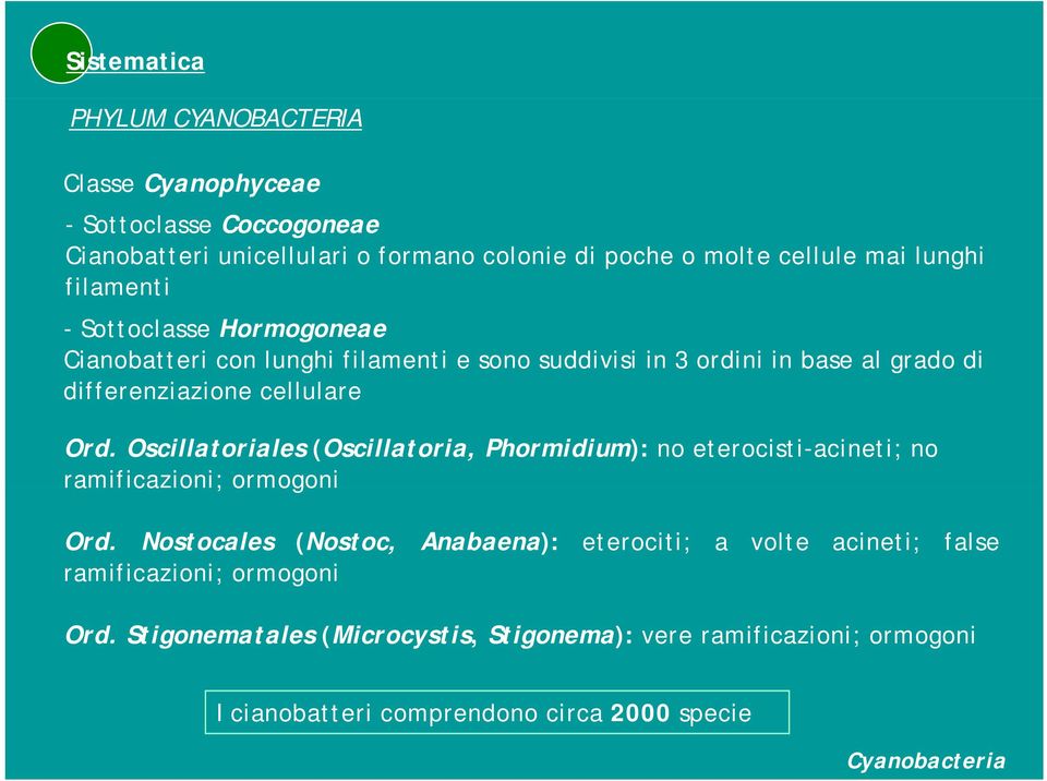 Oscillatoriales (Oscillatoria, Phormidium): no eterocisti-acineti; no ramificazioni; ormogoni Ord.