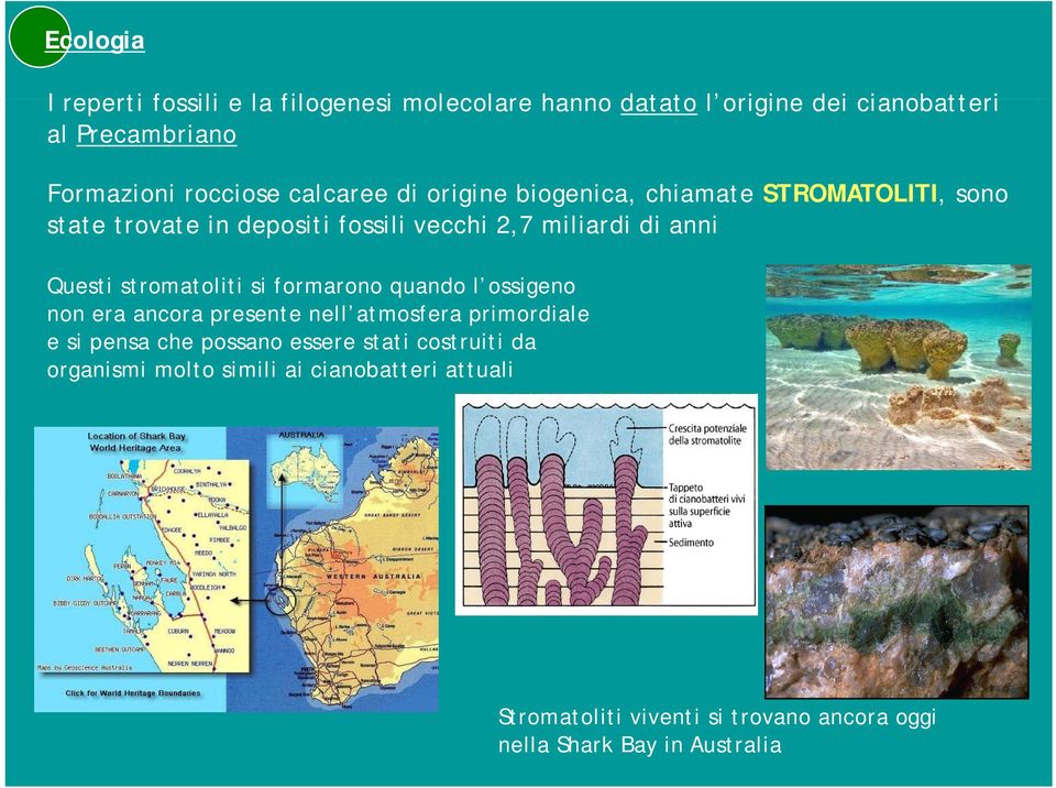 stromatoliti si formarono quando l ossigeno non era ancora presente nell atmosfera primordiale e si pensa che possano essere stati