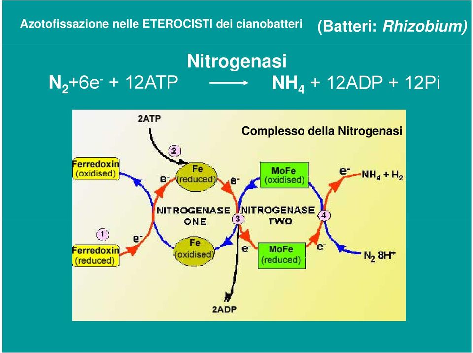 +6e - 2 + 12ATP Nitrogenasi NH 4 +