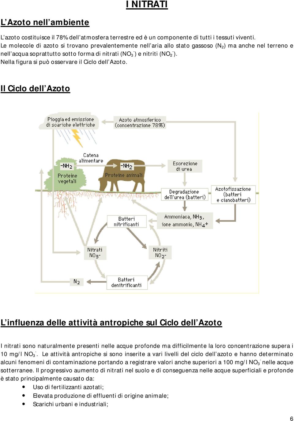 Nella figura si può osservare il Ciclo dell Azoto.