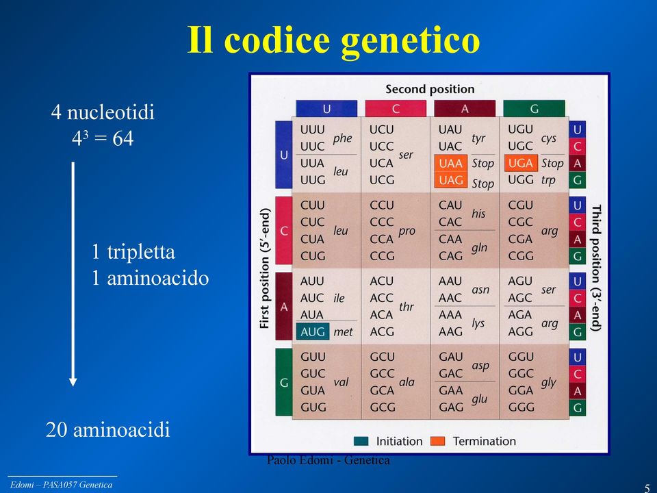 tripletta 1 aminoacido 20