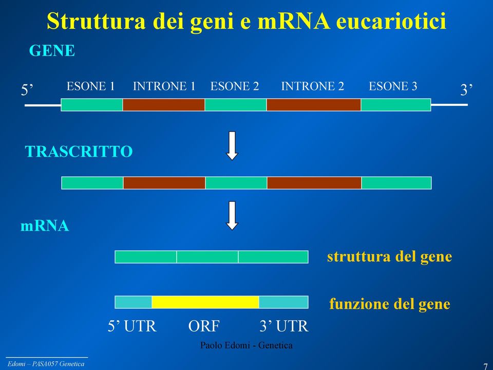 TRASCRITTO mrna struttura del gene funzione