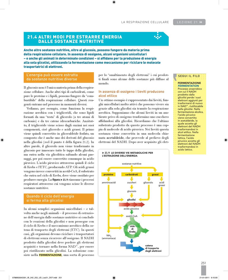 In assenza di ossigeno, alcuni organismi unicellulari e anche gli animali in determinate condizioni si affidano per la produzione di energia alla sola, utilizzando la fermentazione come meccanismo