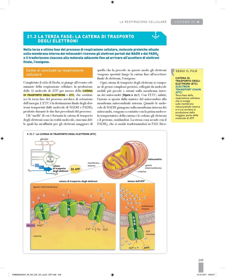 gli elettroni portati dal NADH e dal FADH 2 e li trasferiscono ciascuna alla molecola adiacente fino ad arrivare all accettore di elettroni finale, l ossigeno.
