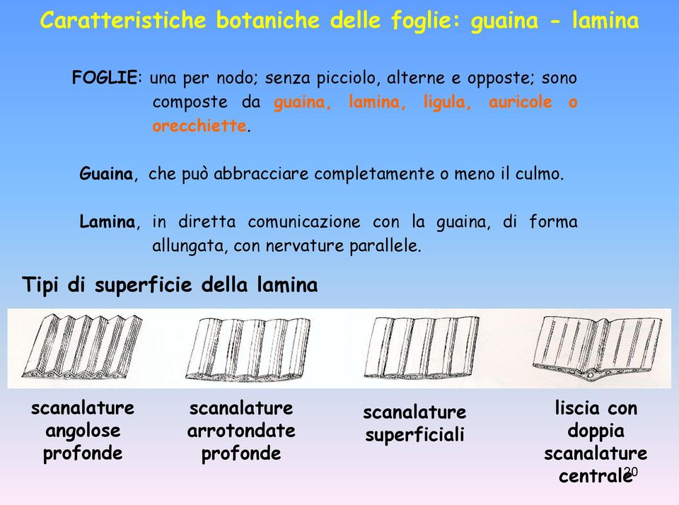 Lamina, in diretta comunicazione con la guaina, di forma allungata, con nervature parallele.