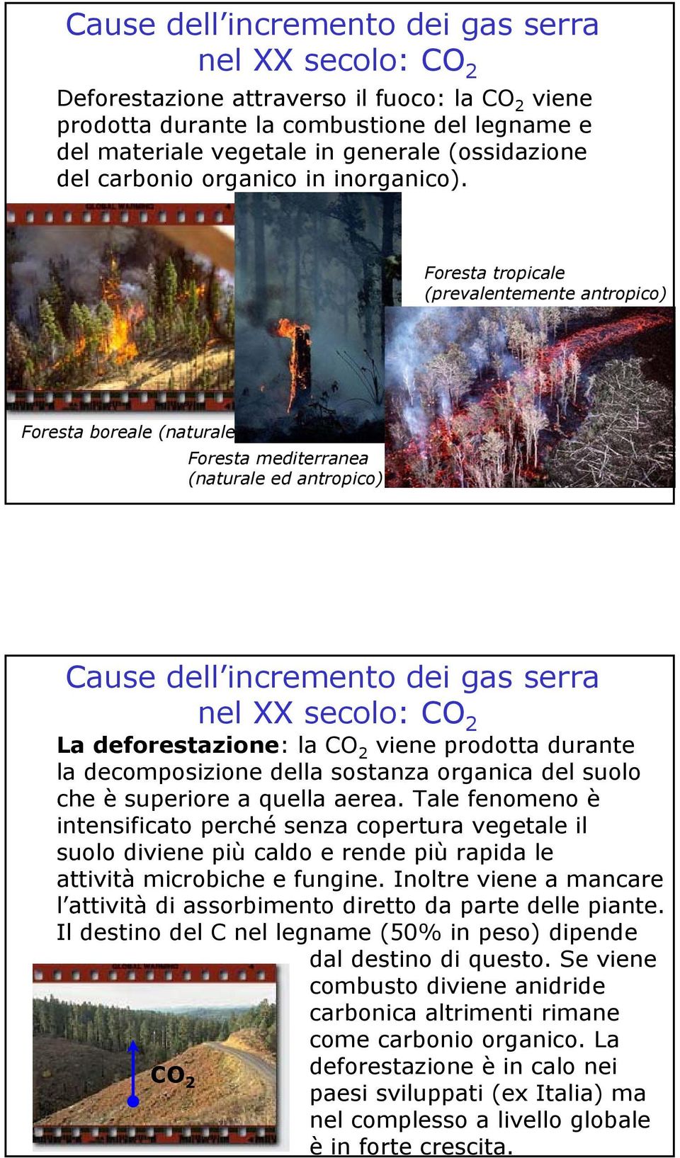 Foresta tropicale (prevalentemente antropico) Foresta boreale (naturale) Foresta mediterranea (naturale ed antropico) Cause dell incremento dei gas serra nel XX secolo: CO 2 La deforestazione: la CO