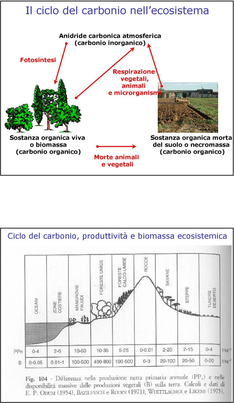 organica viva o biomassa (carbonio organico) Morte animali e vegetali Sostanza organica