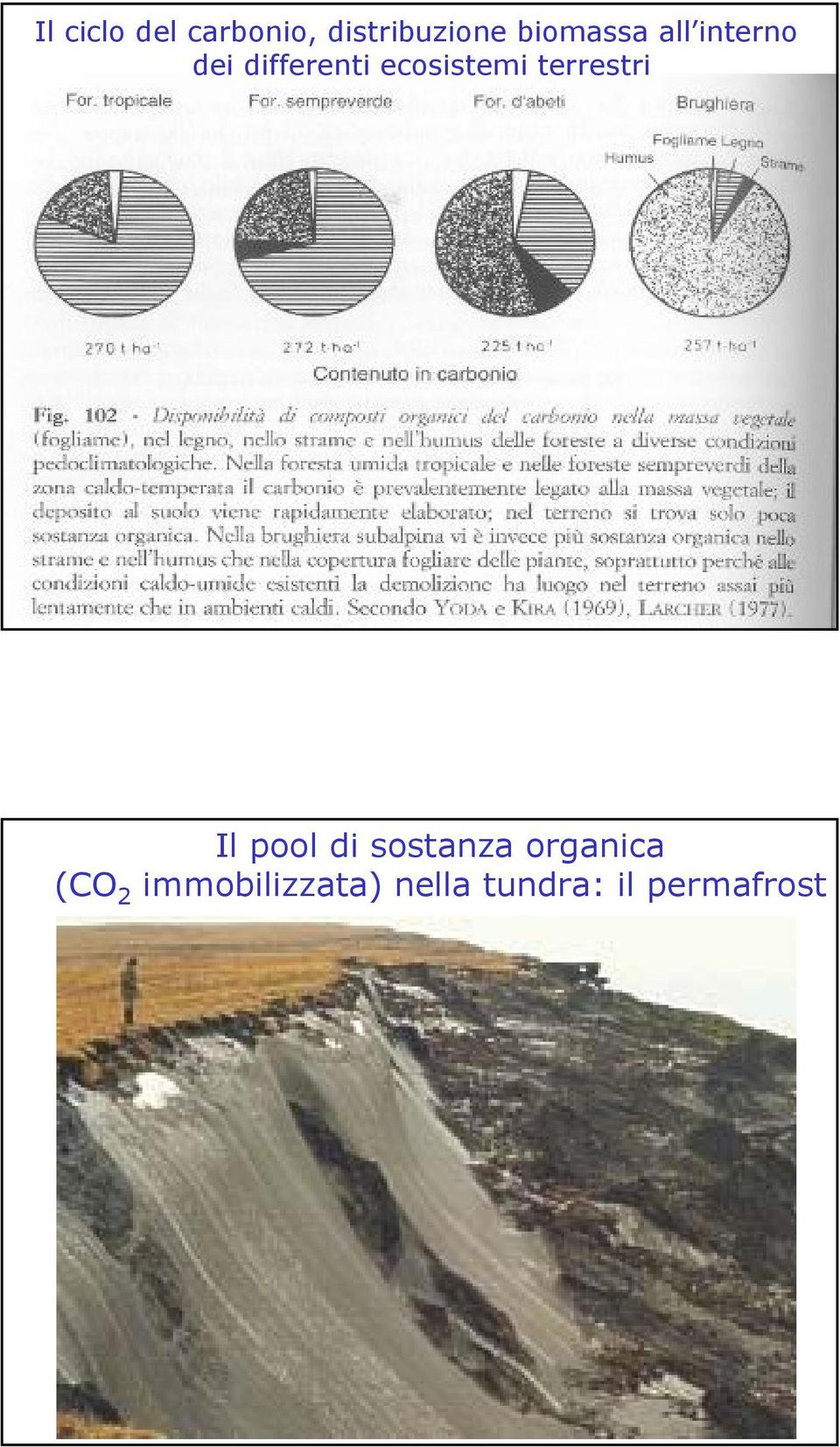 ecosistemi terrestri Il pool di sostanza