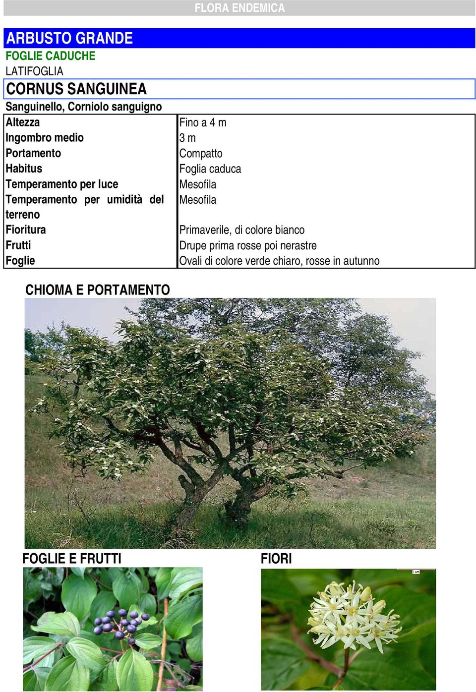 colore bianco Drupe prima rosse poi nerastre Ovali di colore