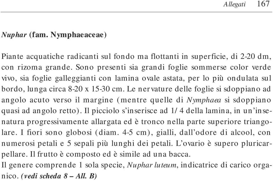 Le nervature delle foglie si sdoppiano ad angolo acuto verso il margine (mentre quelle di Nymphaea si sdoppiano quasi ad angolo retto).