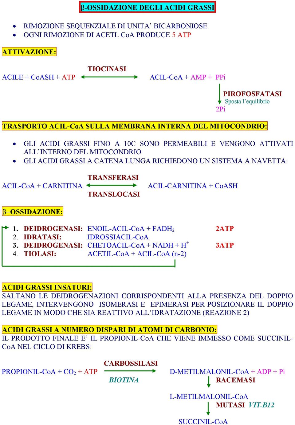 RICHIEDONO UN SISTEMA A NAVETTA: ACIL-CoA + CARNITINA β OSSIDAZIONE: TRANSFERASI TRANSLOCASI ACIL-CARNITINA + 1. DEIDROGENASI: ENOIL-ACIL-CoA + FADH 2 2ATP 2. IDRATASI: IDROSSIACIL-CoA 3.