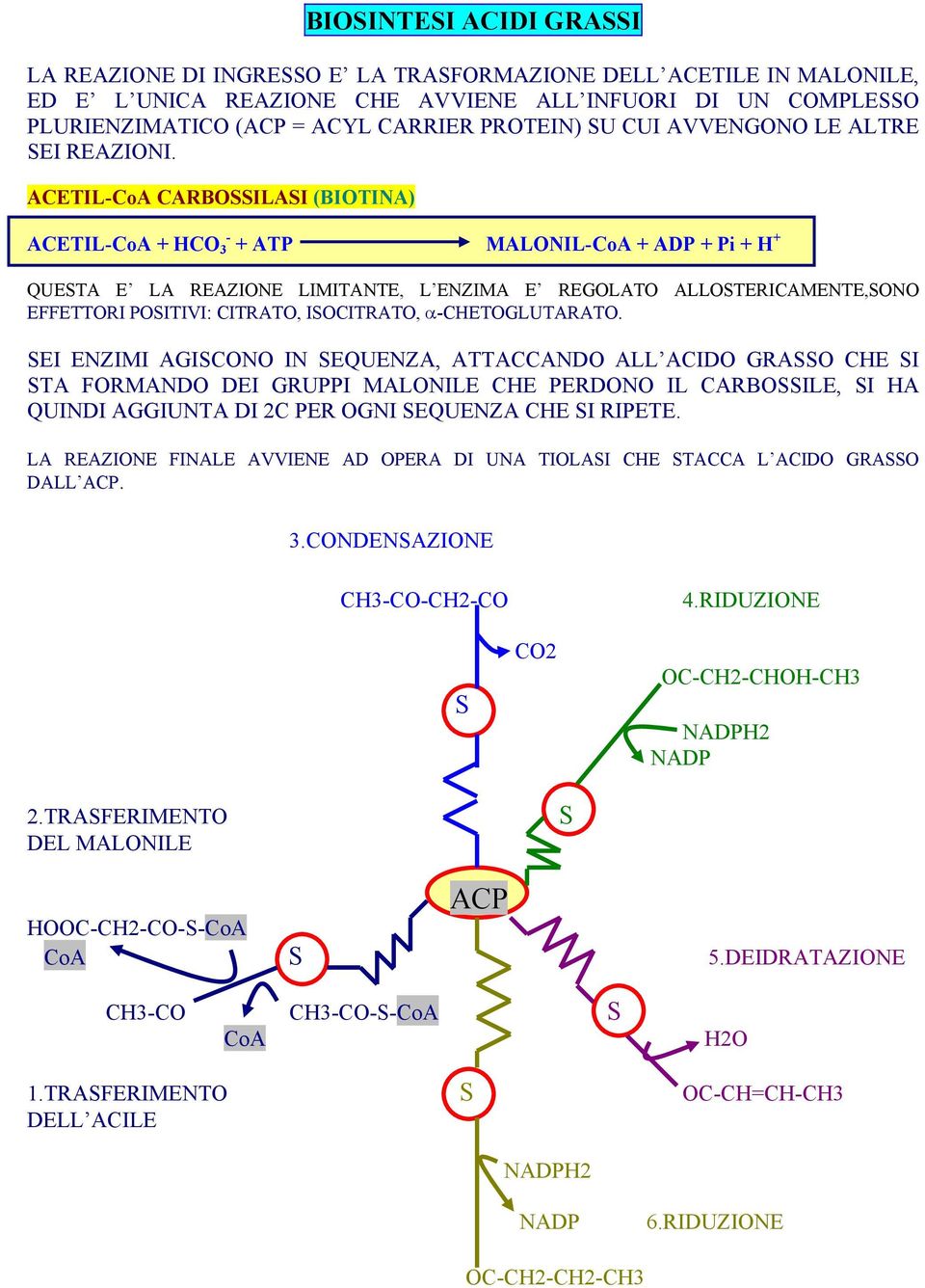 ACETIL-CoA CARBOSSILASI (BIOTINA) ACETIL-CoA + HCO 3 - + ATP MALONIL-CoA + ADP + Pi + H + QUESTA E LA REAZIONE LIMITANTE, L ENZIMA E REGOLATO ALLOSTERICAMENTE,SONO EFFETTORI POSITIVI: CITRATO,