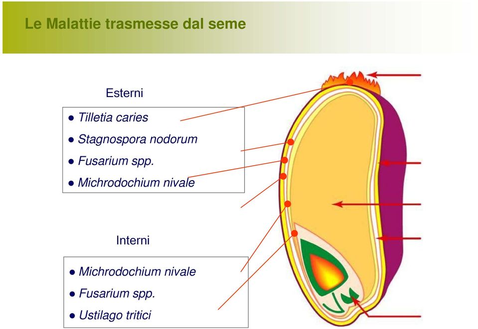 Fusarium spp.