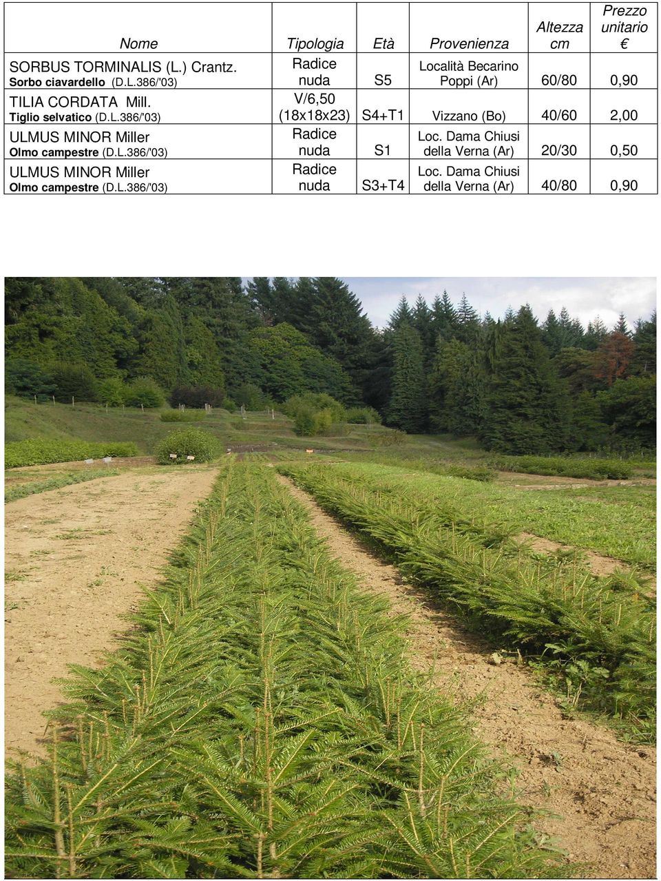 Sorbo ciavardello (D.L.386/'03) TILIA CORDATA Mill. Tiglio selvatico (D.L.386/'03) ULMUS MINOR Miller Olmo campestre (D.