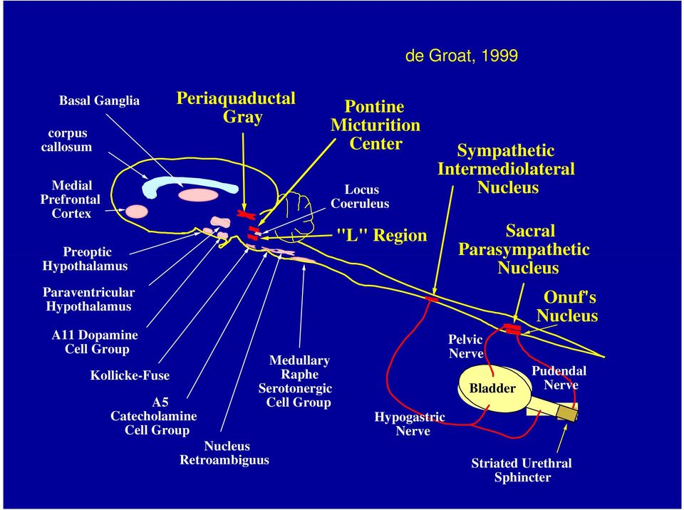 Serotonergic Cell Group Pontine Micturition Center Locus Coeruleus "L" Region de Groat, 1999 Hypogastric Nerve