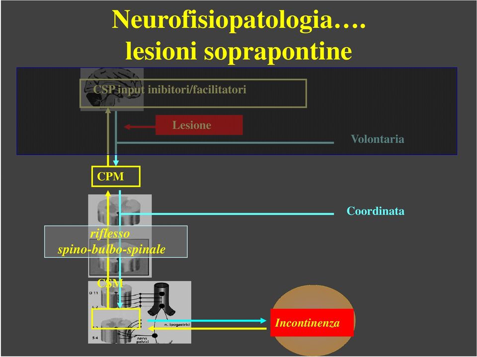 inibitori/facilitatori Lesione