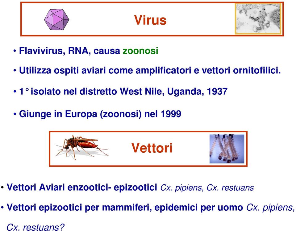 1 isolato nel distretto West Nile, Uganda, 1937 Giunge in Europa (zoonosi) nel 1999