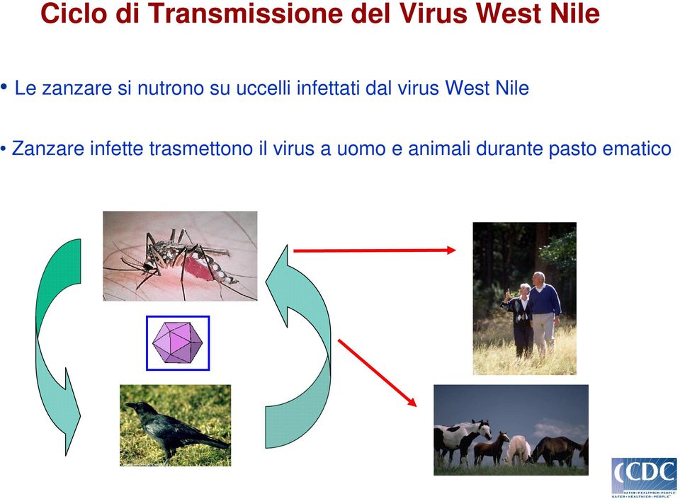 virus West Nile Zanzare infette trasmettono