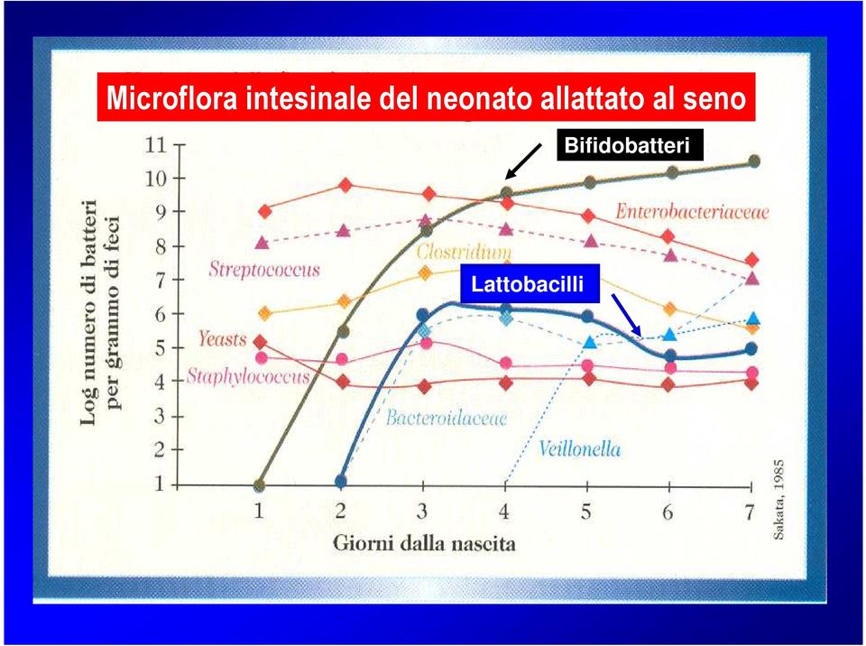 neonato allattato