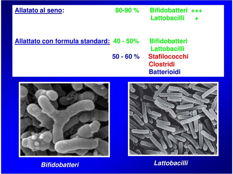 40-50% Bifidobatteri Lattobacilli 50-60 %