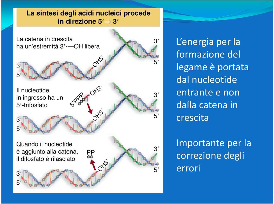 entrante e non dalla catena in