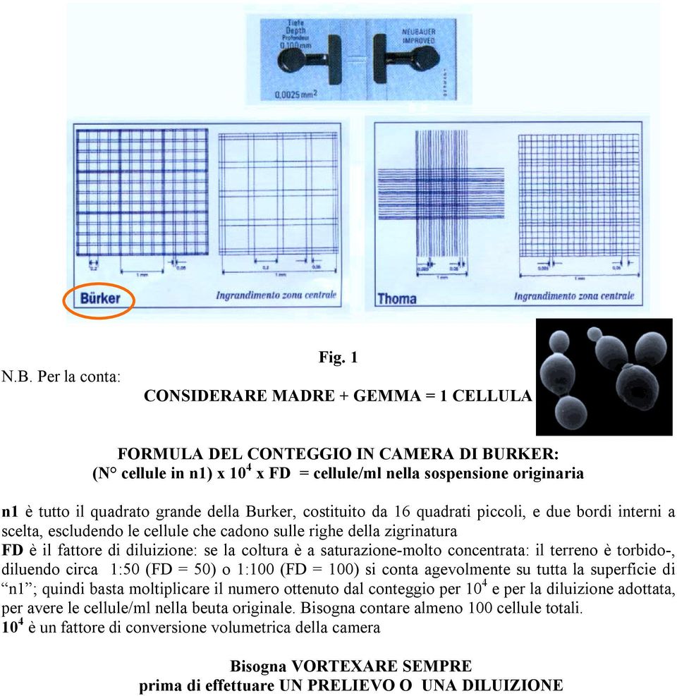 costituito da 16 quadrati piccoli, e due bordi interni a scelta, escludendo le cellule che cadono sulle righe della zigrinatura FD è il fattore di diluizione: se la coltura è a saturazione-molto