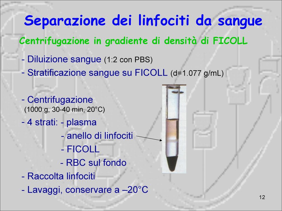 077 g/ml) - Centrifugazione (1000 g, 30-40 min, 20 C) - 4 strati: - plasma - anello